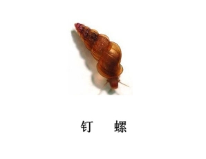 遂寧滅蟲公司-釘螺防治