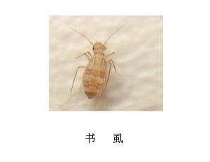 遂寧滅蟲公司-滅書虱