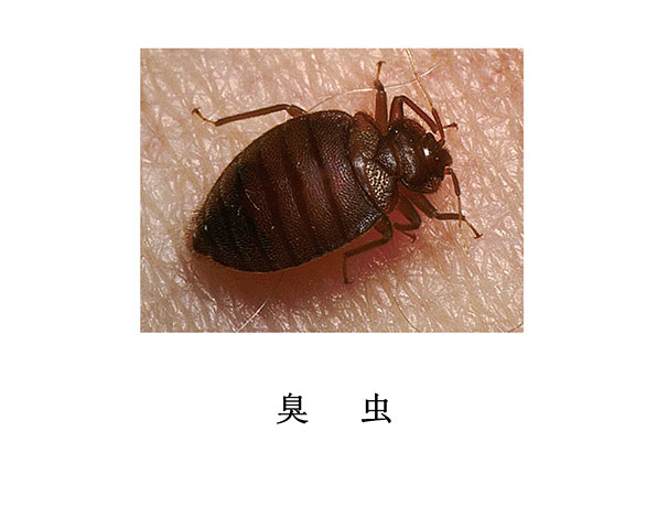 遂寧滅蟲