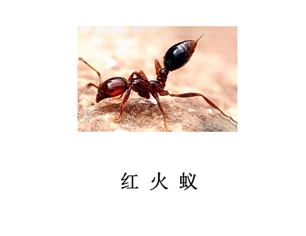 遂寧滅蟲公司滅紅火蟻